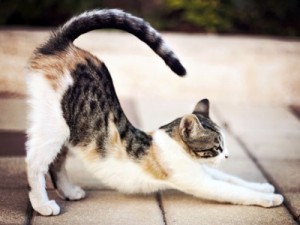 cat-stretch